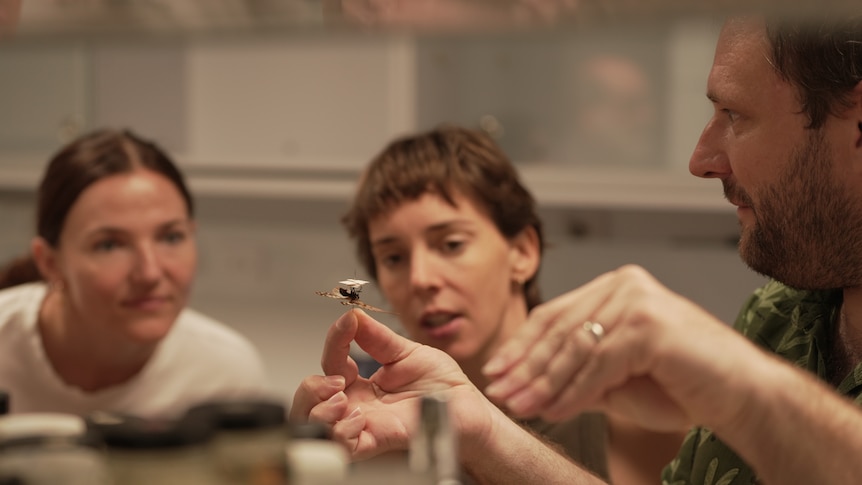 北领地昆虫收藏馆向公民科学家开放,促进知识交流,深化生物安全联系