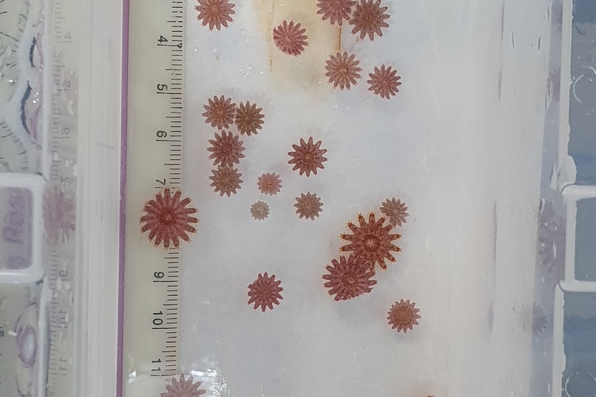 科学家观察到螃蟹捕食幼年皇冠海星