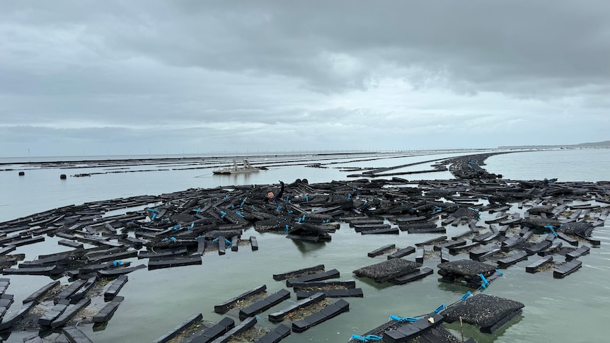莫顿湾牡蛎养殖场凭借新型防浪墙技术成功抵御飓风侵袭