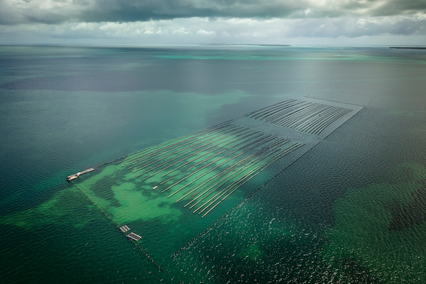 莫顿湾牡蛎养殖场凭借新型防浪墙技术成功抵御飓风侵袭