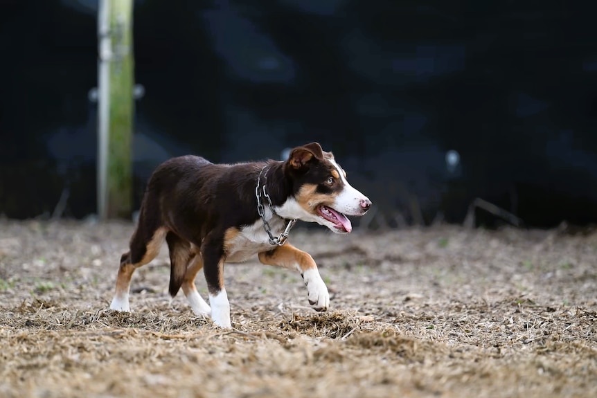 澳大利亚边境牧羊犬幼犬拍卖高价成交 即将启程瓦努阿图