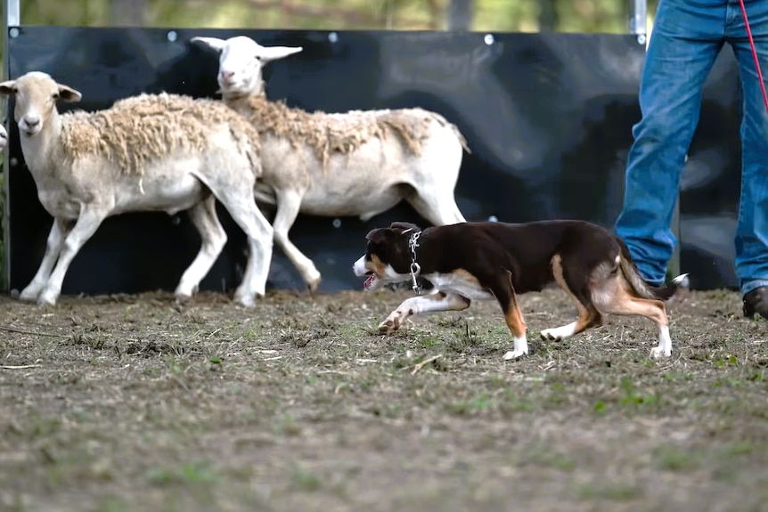 澳大利亚边境牧羊犬幼犬拍卖高价成交 即将启程瓦努阿图