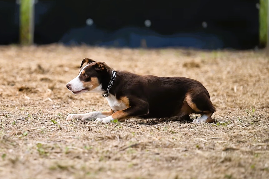 澳大利亚边境牧羊犬幼犬拍卖高价成交 即将启程瓦努阿图