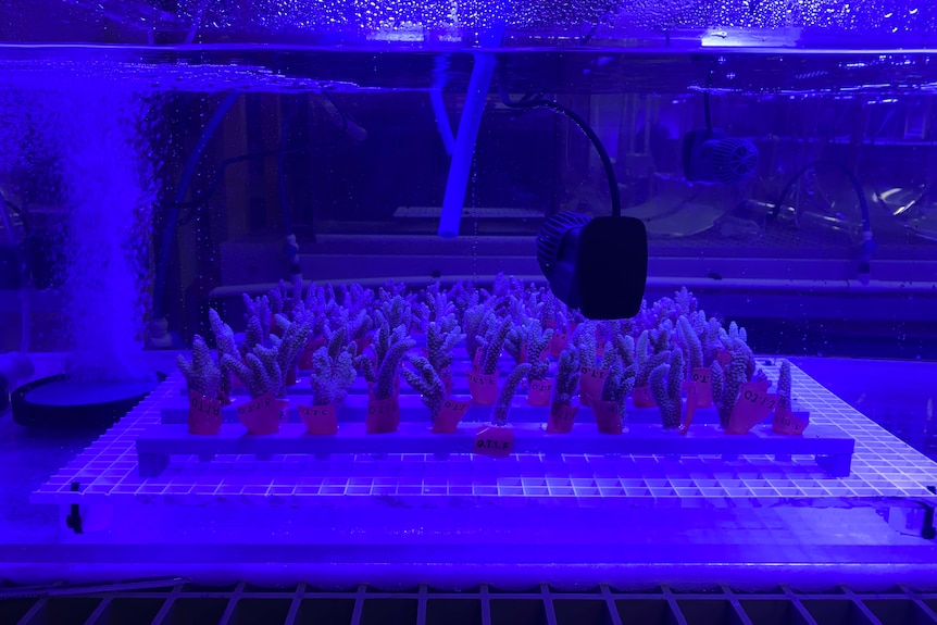 研究发现选择性培育使宁格鲁礁珊瑚耐热性翻倍