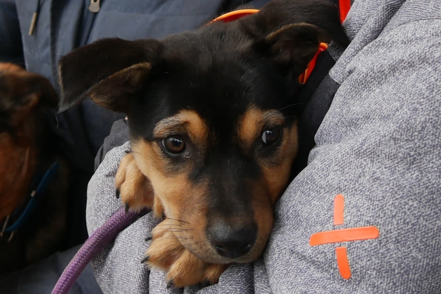 雨水滋润久旱卡斯特顿 澳洲牧牛犬集会绽放笑容
