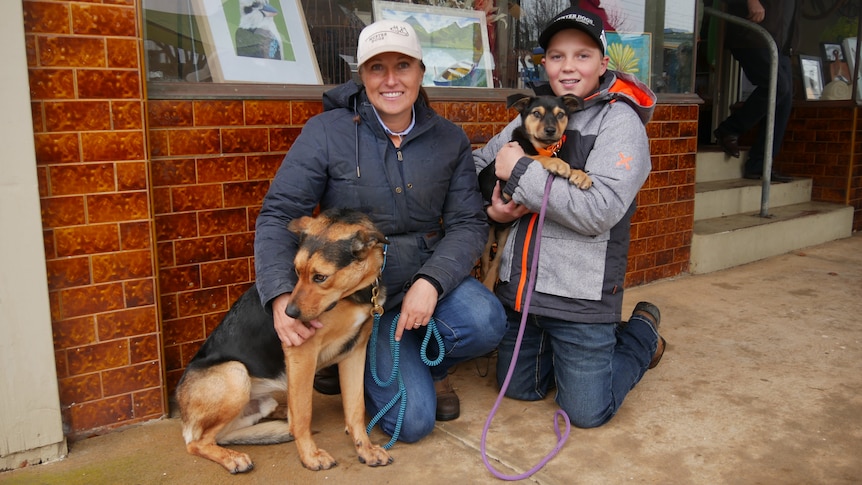 雨水滋润久旱卡斯特顿 澳洲牧牛犬集会绽放笑容