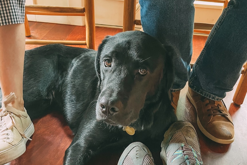 养大型犬虽需倾心付出 却令生活更添丰盈